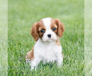 Cavalier King Charles Spaniel Puppy for sale in NARVON, PA, USA