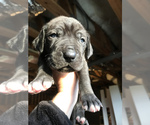 Small Photo #6 Great Dane Puppy For Sale in PINNACLE, NC, USA