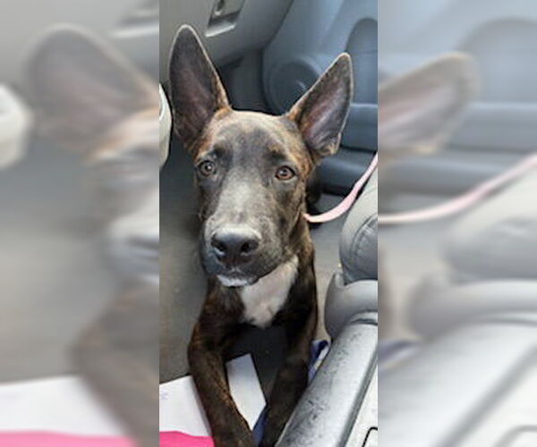 Medium Photo #2 Holland Shepherd-Unknown Mix Puppy For Sale in Miami, FL, USA