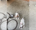 Small Photo #2 Bulldog Puppy For Sale in ROSEVILLE, MI, USA