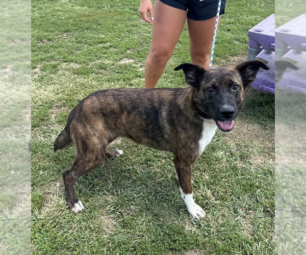 Medium Photo #4 Mutt Puppy For Sale in Evansville, IN, USA