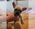 Puppy Puppy 3 French Bulldog
