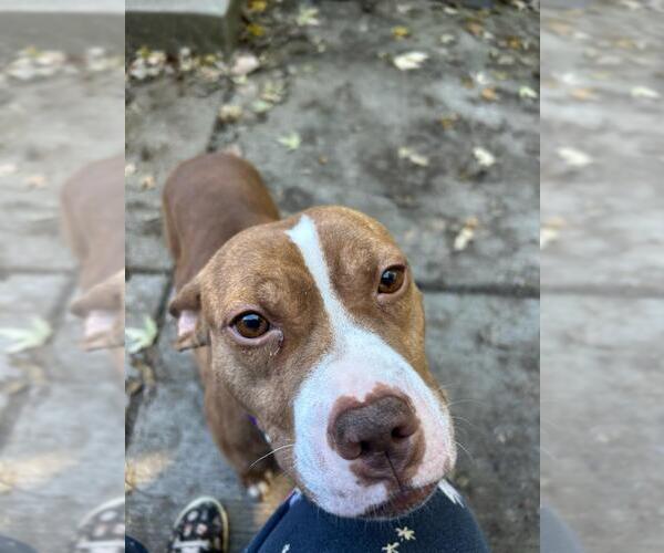 Medium Photo #3 American Pit Bull Terrier-Unknown Mix Puppy For Sale in Crete, IL, USA