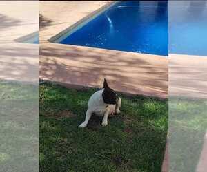 Father of the French Bulldog puppies born on 01/19/2023