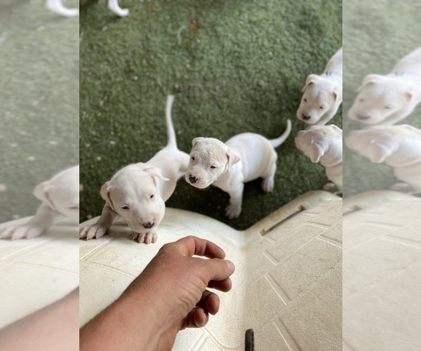 Medium Photo #3 Dogo Argentino Puppy For Sale in FRAZIER PARK, CA, USA