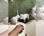 Small Photo #3 Dogo Argentino Puppy For Sale in FRAZIER PARK, CA, USA