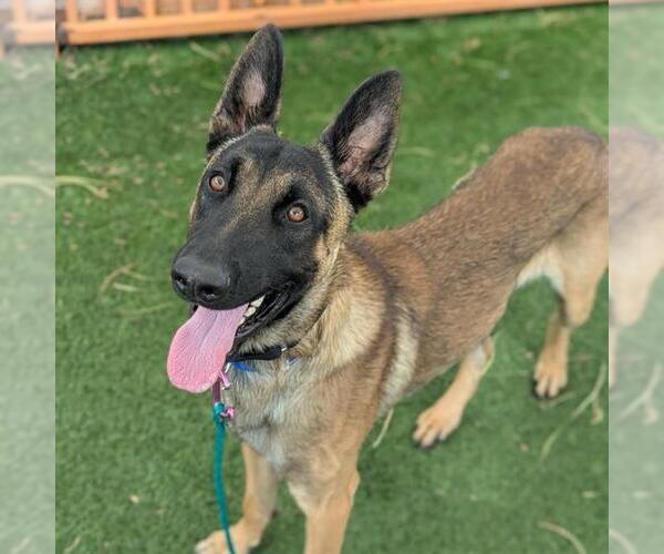 Medium Photo #1 Mutt Puppy For Sale in Las Vegas, NV, USA