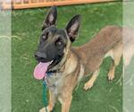 Small Mutt