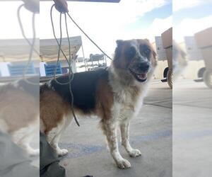 Australian Shepherd Dogs for adoption in Bakersfield, CA, USA