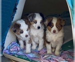 Small Photo #1 Miniature American Shepherd Puppy For Sale in LUCERNE VALLEY, CA, USA