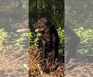 Mother of the Labrador Retriever puppies born on 01/27/2025