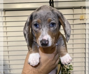 Dachshund Puppy for sale in CORONA, CA, USA
