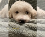 Puppy 2 Goldendoodle-Great Pyrenees Mix
