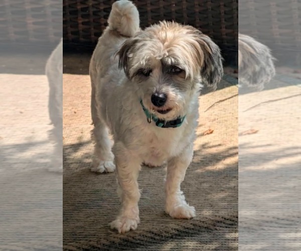 Medium Photo #1 Shih Tzu-Unknown Mix Puppy For Sale in Germantown, OH, USA