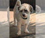 Small Shih Tzu Mix
