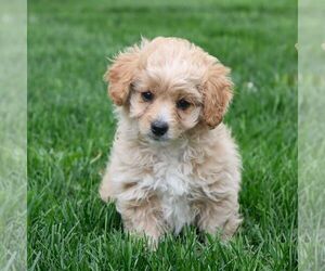 Cavapoo Puppy for sale in ARTHUR, IL, USA