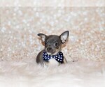 Puppy Eastwood Chihuahua