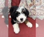 Small Photo #5 Bernedoodle (Miniature) Puppy For Sale in SOUTH ORANGE, NJ, USA
