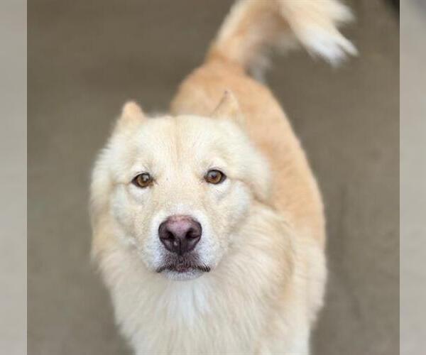 Medium Photo #2 Golden Shepherd Puppy For Sale in Tulsa, OK, USA