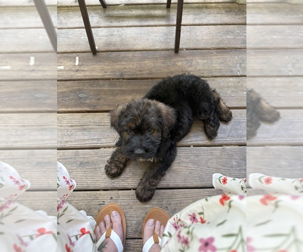 Medium Photo #31 Saint Berdoodle Puppy For Sale in DINWIDDIE, VA, USA