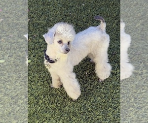 Father of the Bichpoo puppies born on 07/21/2026