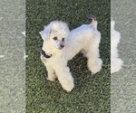 Small Photo #1 Bichpoo Puppy For Sale in LAKE ELSINORE, CA, USA