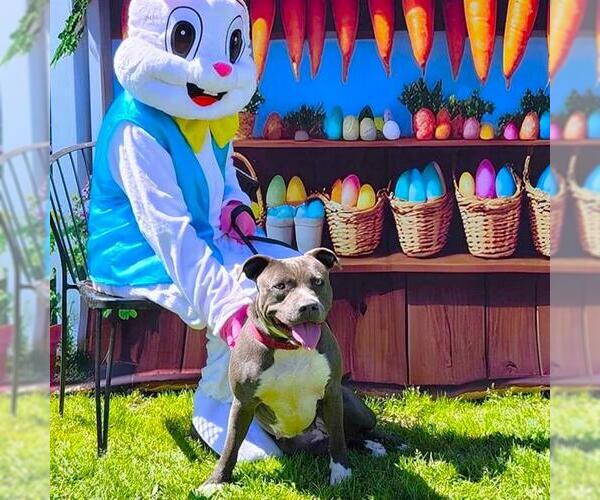 Medium Photo #1 Mutt Puppy For Sale in Long Beach, CA, USA