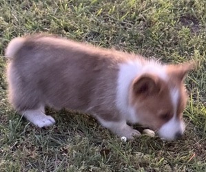 Medium American Corgi