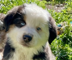 Australian Shepherd Puppy for Sale in ACTON, California USA