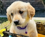 Small Photo #4 Golden Retriever Puppy For Sale in BAKERSFIELD, CA, USA