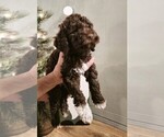 Puppy HOSS Lagotto Romagnolo