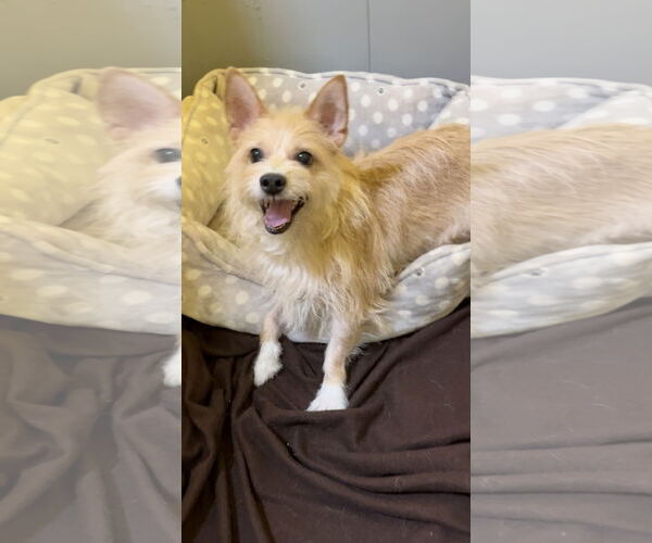 Medium Photo #6 Mutt Puppy For Sale in Weston, FL, USA