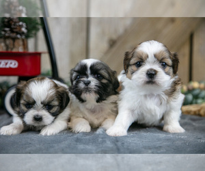 Shih Tzu Litter for sale in GREENWICH, OH, USA