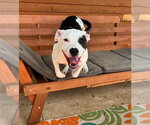 Small #1 American Pit Bull Terrier Mix