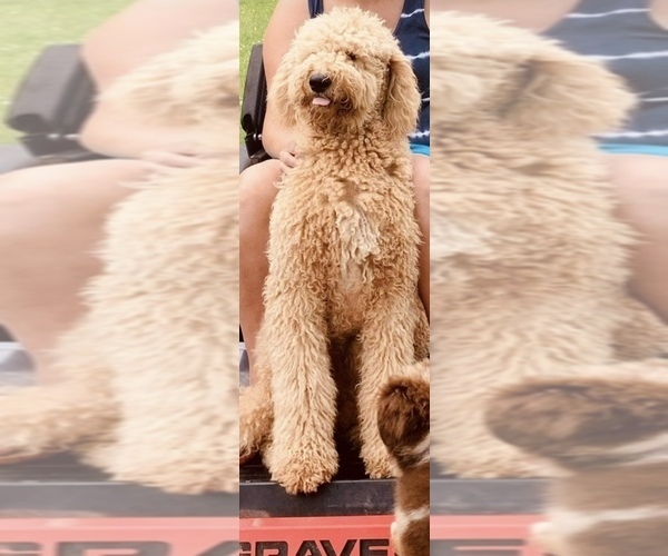 Medium Photo #1 Aussiedoodle Puppy For Sale in MUNFORDVILLE, KY, USA