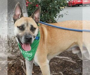 Colton - Male Mutt Dog for Adoption - Photo #13