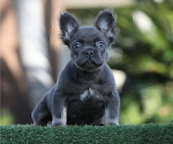 Medium Photo #1 French Bulldog Puppy For Sale in NORTHBROOK, IL, USA