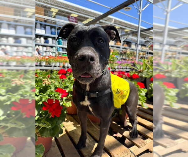 Medium Photo #3 Mutt Puppy For Sale in Chandler, AZ, USA