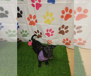 PATTY - Female German Shepherd Dog-Unknown Mix Dog for Adoption - Photo #2