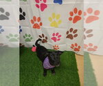 Small Photo #2 German Shepherd Dog-Unknown Mix Puppy For Sale in Placerville, CA, USA