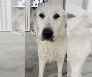 Great Pyrenees Dogs for adoption in Bakersfield, CA, USA