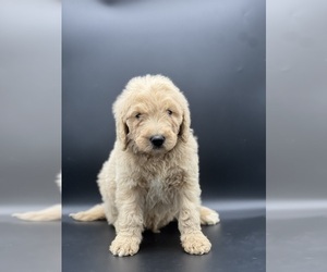 Goldendoodle Puppy for sale in MARYVILLE, MO, USA