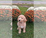 Puppy Lilac Goldendoodle