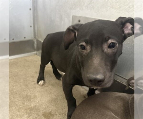 Medium Photo #1 Mutt Puppy For Sale in San Bernardino, CA, USA