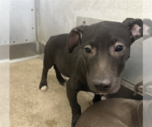 Mutt Dogs for adoption in San Bernardino, CA, USA