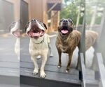 Small #11 Staffordshire Bull Terrier Mix