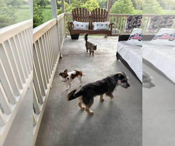 Medium Photo #8 Mutt Puppy For Sale in Aurora, IN, USA