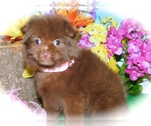 Shiranian Puppy for sale in HAMMOND, IN, USA