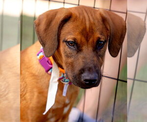 Aria - Female Golden Labrador Dog for Adoption - Photo #2