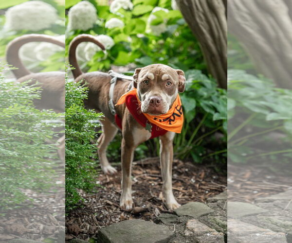 Medium Photo #6 Mutt Puppy For Sale in Holly Springs, NC, USA